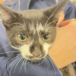Shelter Stray Male Cat last seen , Animal Care & Control Team of Philly, 111 W Hunting Park Ave, Philadelphia, PA 19140, USA