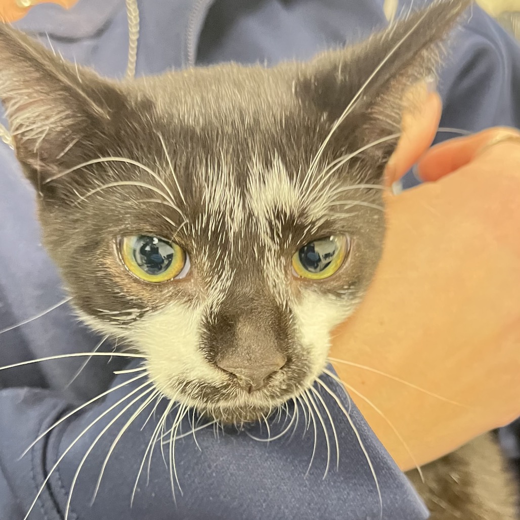 Shelter Stray Male Cat last seen , Animal Care & Control Team of Philly, 111 W Hunting Park Ave, Philadelphia, PA 19140, USA