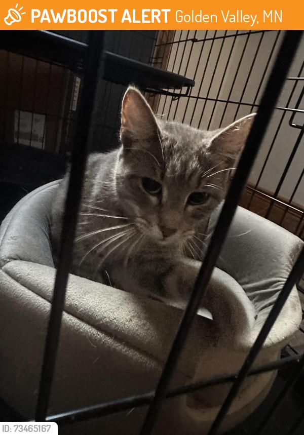 Found/Stray Female Cat last seen Golden Valley Rd and Vincent Ave, Golden Valley, MN 55422