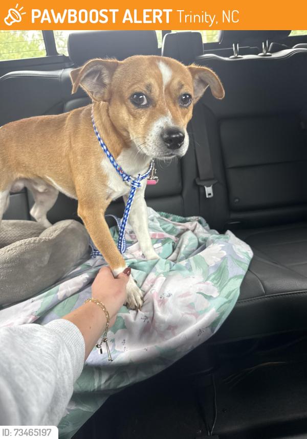 Found/Stray Female Dog last seen Kennedy Dr. Trinity, NC, Trinity, NC 27370