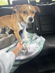 Found/Stray Female Dog last seen Kennedy Dr. Trinity, NC, Trinity, NC 27370
