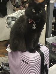 Reunited Male Cat last seen Walgrove Rd, Reisterstown, MD 21136, USA, Reisterstown, MD 21136