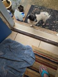 Found/Stray Unknown Dog last seen Wildwood Subdivision MOBILE AL, Mobile, AL 36609