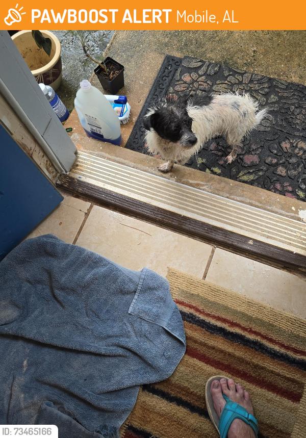 Found/Stray Unknown Dog last seen Wildwood Subdivision MOBILE AL, Mobile, AL 36609