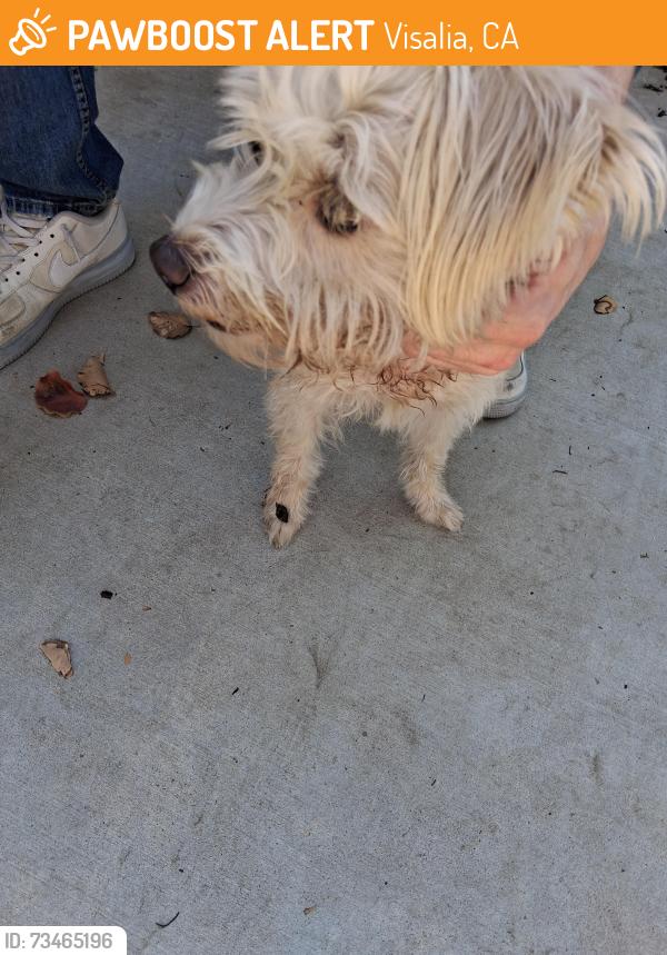 Found/Stray Female Dog last seen Shirk and walnut, Visalia, CA 93277