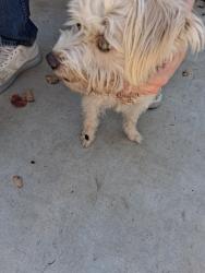Found/Stray Female Dog last seen Shirk and walnut, Visalia, CA 93277