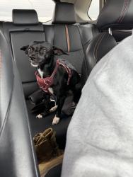 Found/Stray Female Dog last seen alamo liquor store, San Antonio, TX 78208