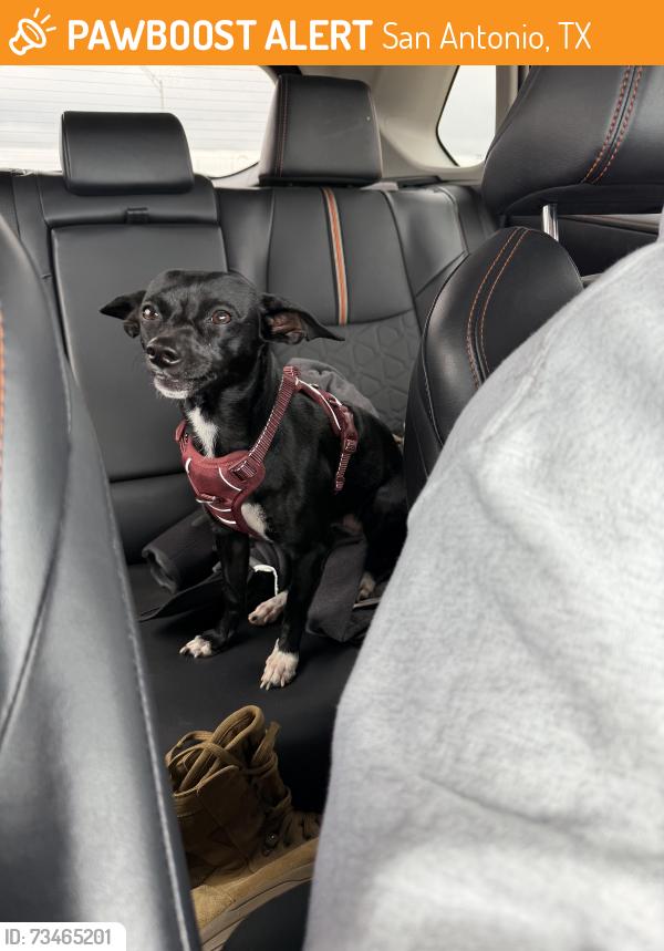 Found/Stray Female Dog last seen alamo liquor store, San Antonio, TX 78208