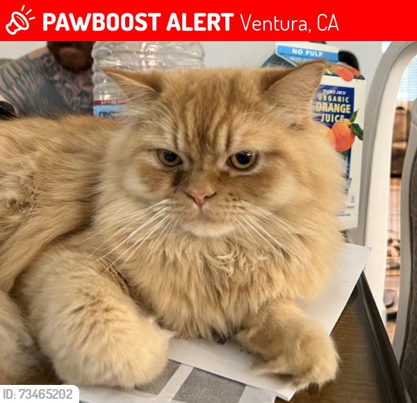 Lost Male Cat last seen Stork st, Ventura, CA 93003