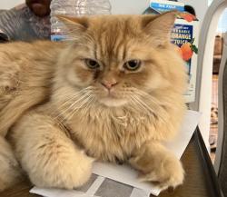 Lost Male Cat last seen Stork st, Ventura, CA 93003
