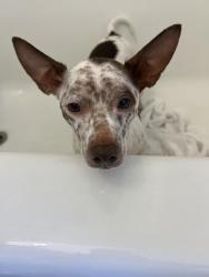 Found/Stray Unknown Dog last seen Fairfield Ave, Munhall, PA 15120