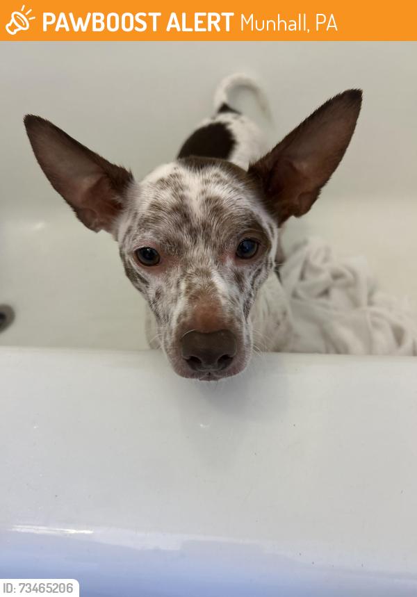 Found/Stray Unknown Dog last seen Fairfield Ave, Munhall, PA 15120