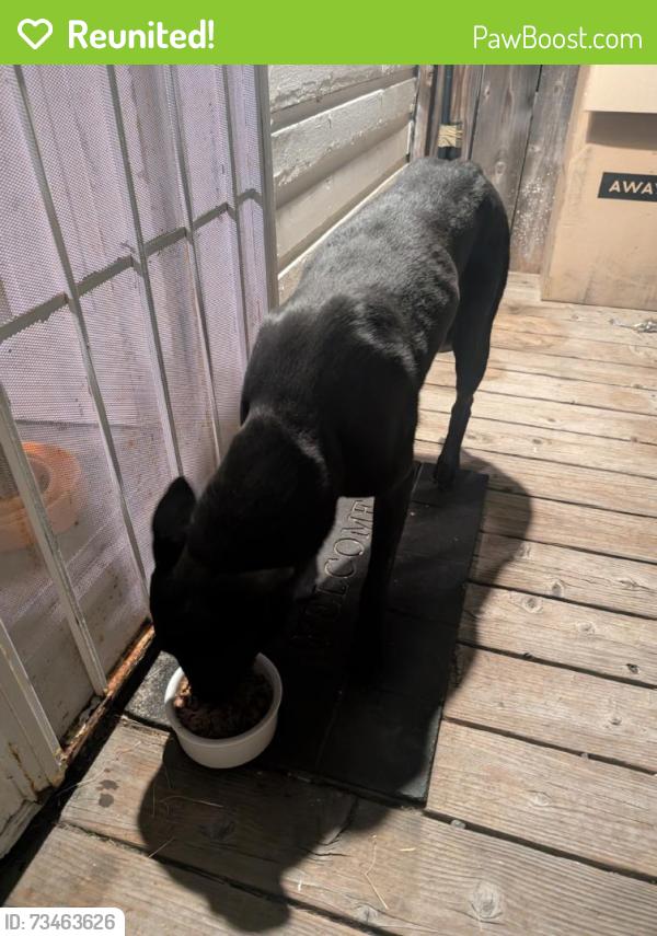 Reunited Male Dog last seen Vallejo, CA, USA, Vallejo, CA 94590