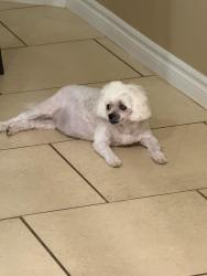 Lost Female Dog last seen In my fenced backyard on the corner of Eaby and Greasewood, Phelan, CA 92371