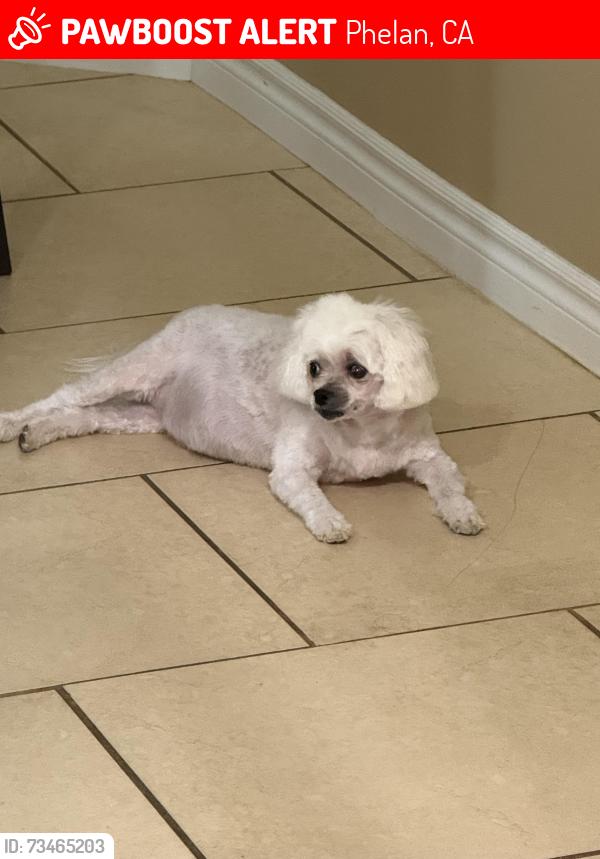 Lost Female Dog last seen In my fenced backyard on the corner of Eaby and Greasewood, Phelan, CA 92371