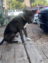 Reunited Male Dog last seen Park rd on our dirt rd, Tomball, TX 77377