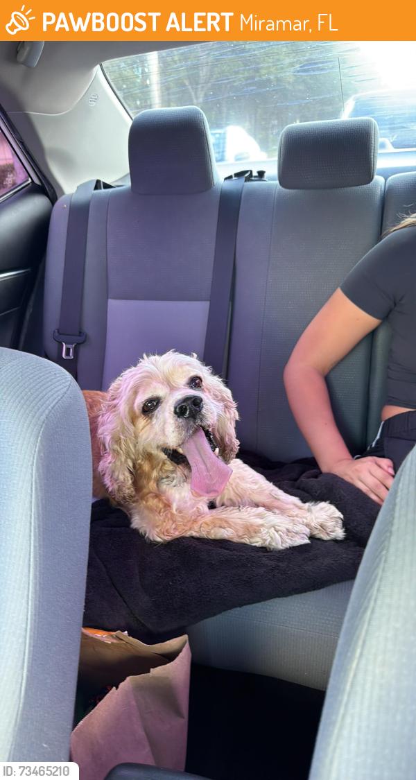 Found/Stray Male Dog last seen Lucerne way, Miramar, FL 33025
