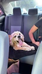 Found/Stray Male Dog last seen Lucerne way, Miramar, FL 33025