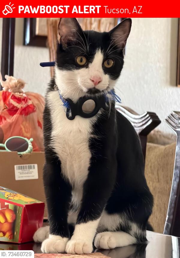 Lost Male Cat last seen Near west Bronte place, Tucson, AZ 85746