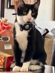 Lost Male Cat last seen Near west Bronte place, Tucson, AZ 85746