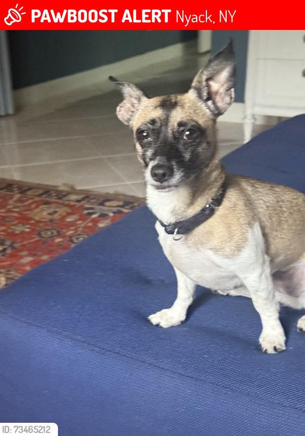 Lost Female Dog last seen Near SE Doubleton Dr, Stuart FL 34997, USA, Nyack, NY 10960