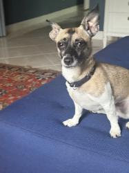 Lost Female Dog last seen Near SE Doubleton Dr, Stuart FL 34997, USA, Nyack, NY 10960