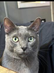 Reunited Male Cat last seen Buckingham park, Westminster, CA 92683
