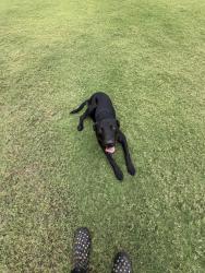 Found/Stray Female Dog last seen Near county road 1335 Blanchard ok, Blanchard, OK 73010