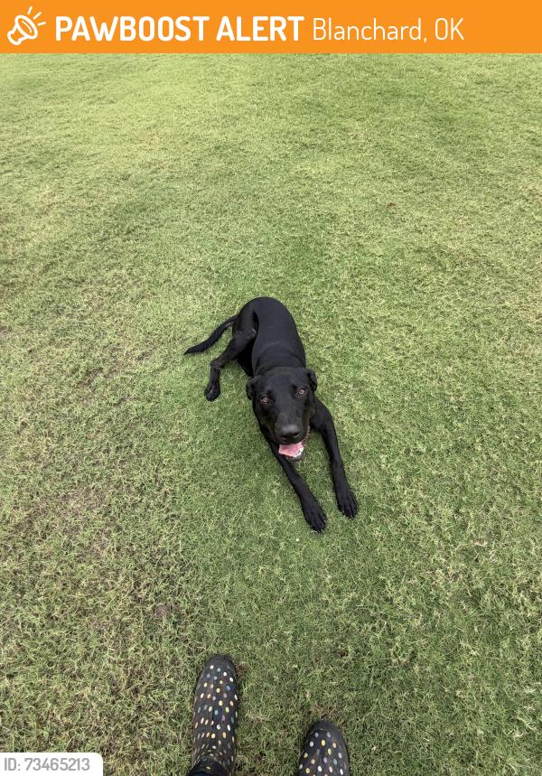 Found/Stray Female Dog last seen Near county road 1335 Blanchard ok, Blanchard, OK 73010
