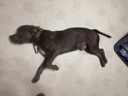 Reunited Male Dog last seen Hwy 90 and shady lane, Dayton, TX 77535