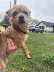 Found/Stray Male Dog last seen By Sherman middle., Sherman, TX 75090