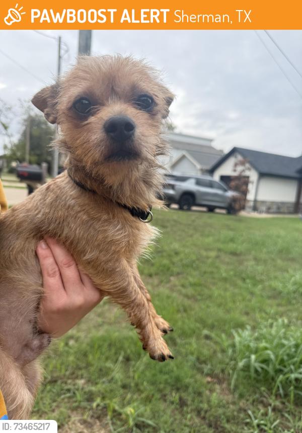 Found/Stray Male Dog last seen By Sherman middle., Sherman, TX 75090
