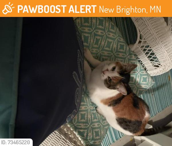 Found/Stray Unknown Cat last seen 5th St & Mission hse Lane, New Brighton, MN 55112