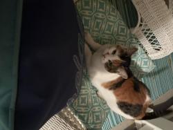Found/Stray Unknown Cat last seen 5th St & Mission hse Lane, New Brighton, MN 55112