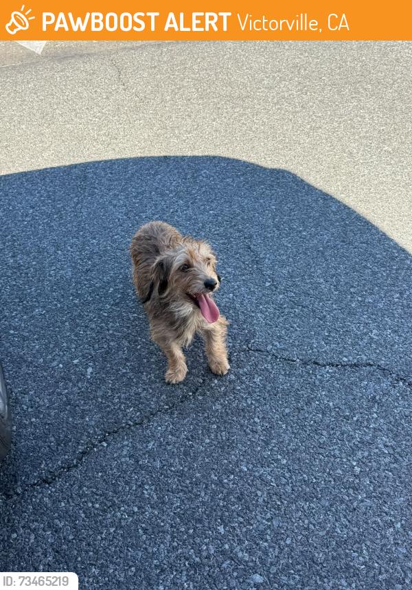 Found/Stray Unknown Dog last seen Mainsail, Victorville, CA 92395