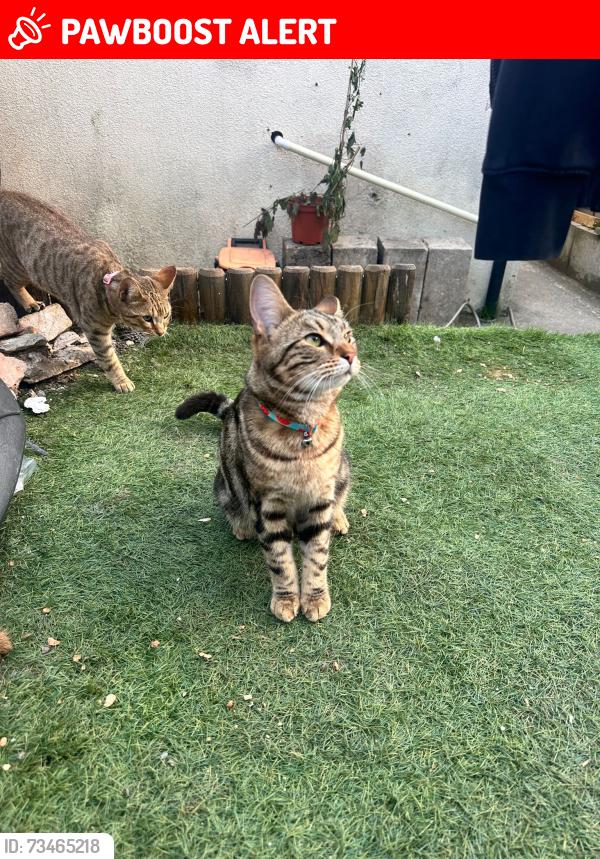 Lost Female Cat last seen Chinbrook park, Greater London, England SE12 9RR