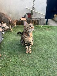 Lost Female Cat last seen Chinbrook park, Greater London, England SE12 9RR