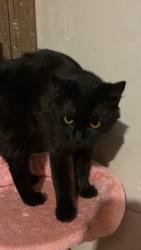 Reunited Male Cat last seen Mineral springs/hwy 98, Durham, NC 27703