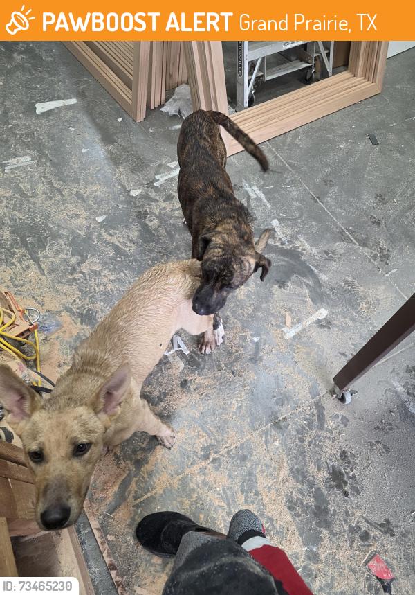 Found/Stray Male Dog last seen Belt line road, Grand Prairie, TX 75050