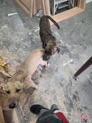 Found/Stray Male Dog last seen Belt line road, Grand Prairie, TX 75050
