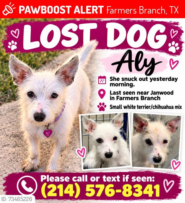 Lost Female Dog last seen Janwood, Farmers Branch, TX 75234