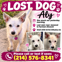 Lost Female Dog last seen Janwood, Farmers Branch, TX 75234