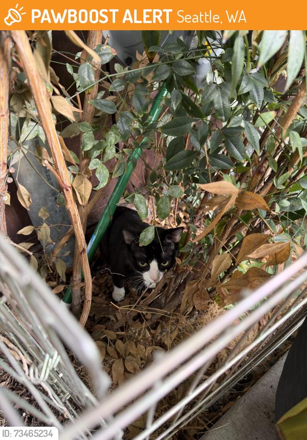 Found/Stray Unknown Cat last seen In my patio, Seattle, WA 98102