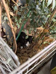Found/Stray Unknown Cat last seen In my patio, Seattle, WA 98102