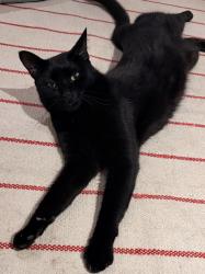 Lost Male Cat last seen 35th ST N and Military Rd, Arlington, VA 22207