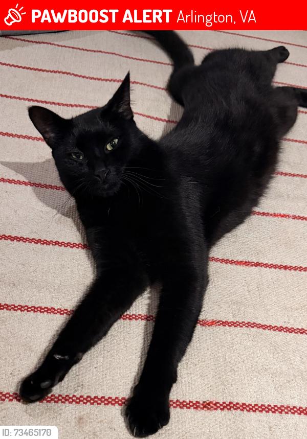 Lost Male Cat last seen 35th ST N and Military Rd, Arlington, VA 22207