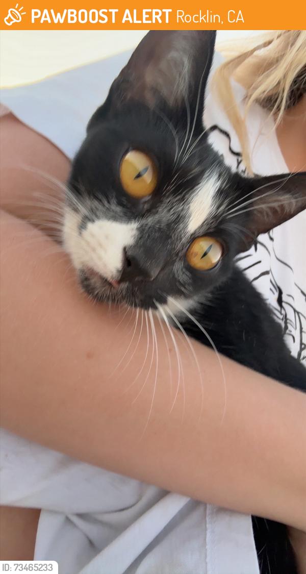 Found/Stray Female Cat last seen Starflower ln, Rocklin, CA 95765