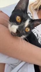 Found/Stray Female Cat last seen Starflower ln, Rocklin, CA 95765