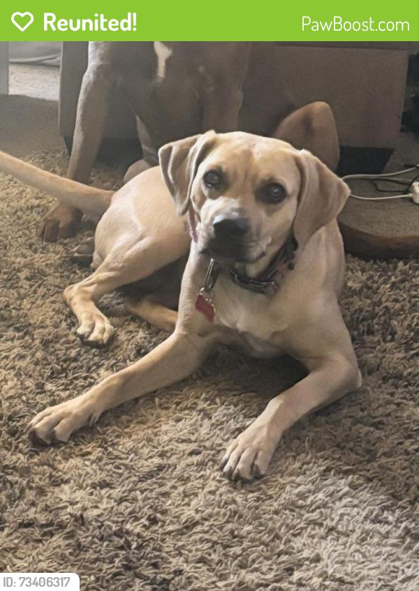 Reunited Female Dog last seen S 25th Dr, Yuma, AZ 85364