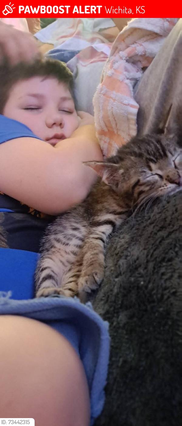Lost Male Cat last seen 9th and hydraulic, Wichita, KS 67214